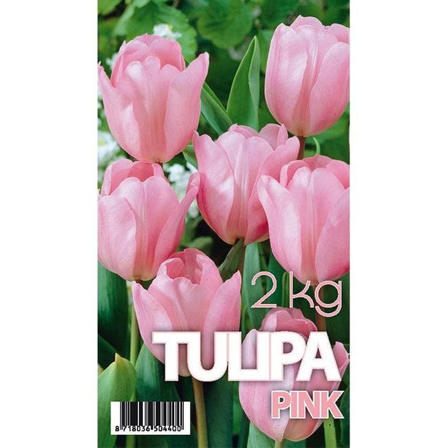 Tulppaani Don Quijote 50-pakkaus