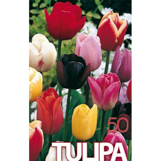 Tulppaaniseos 50-kpl