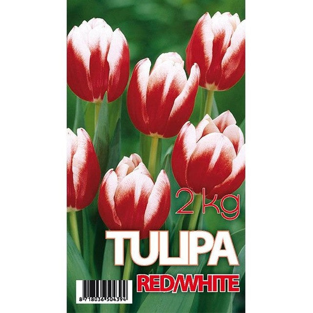 Tulppaani Leen van der Mark 50-pakkaus