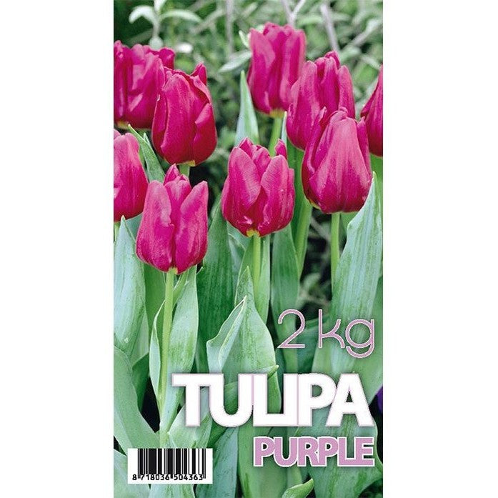 Tulppaani Purple Prince 50-pakkaus