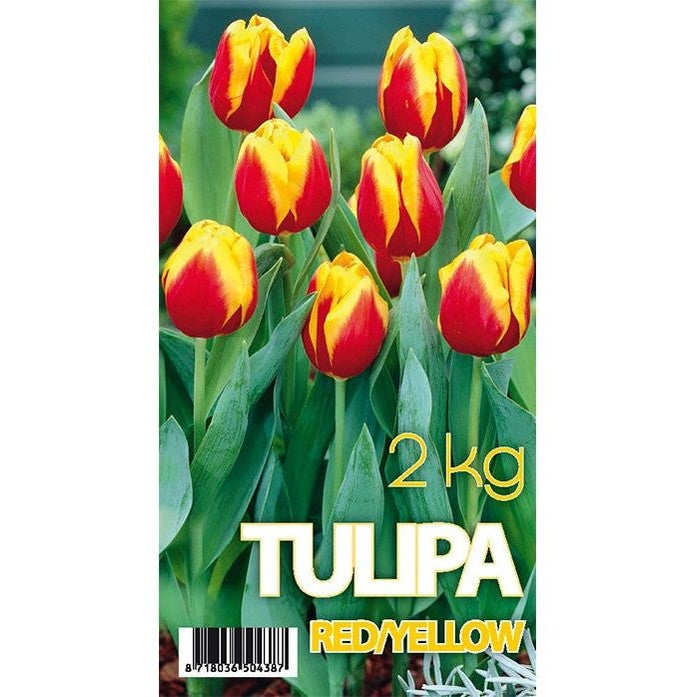 Tulppaani Tanska 50-pakkaus