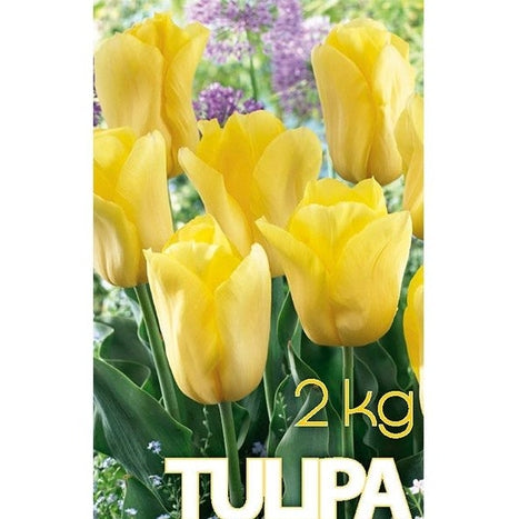 Tulppaani Strong Gold 50-pakkaus