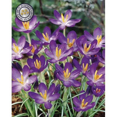 Krokus Chrysanthus Valkoinen violetti 15-pakkaus (UUTUUS)
