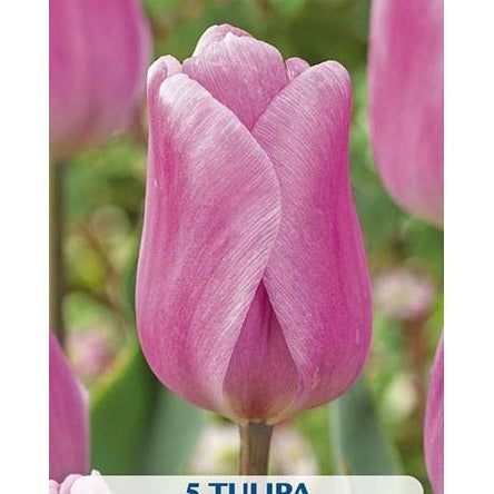 Tulppaani Synaeda Amor 5-pakkaus