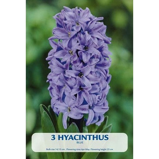 Hyasintti Delft Blue 2-pack