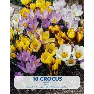 Krokus Botaninen Sekoitus 10-pakkaus