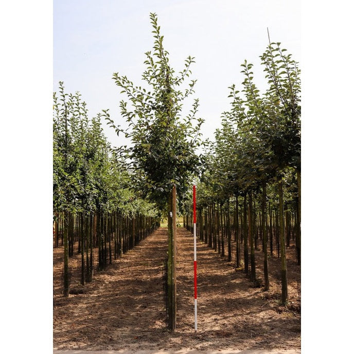 Koristeomenapuu - Malus &