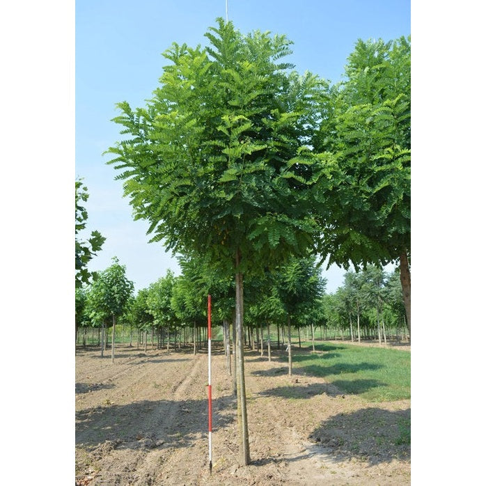 Robinia - Robinia pseudoacacia &