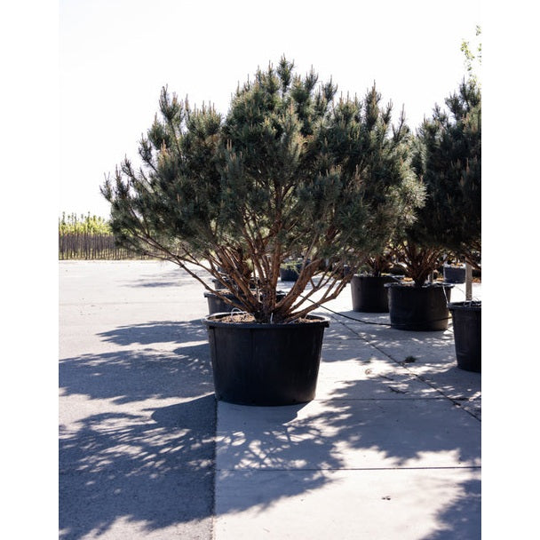 Puu - Pinus sylvestris &