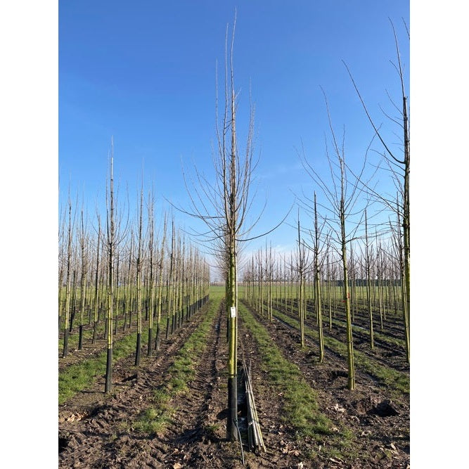 Almui - Ulmus &