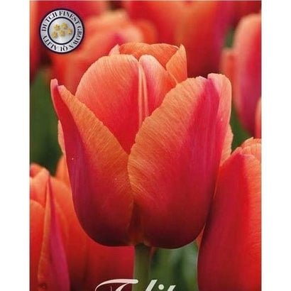 Tulppaani Darwin-hybridi Miss Brandy 7-pakkaus (UUTUUS)