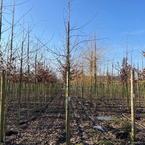 Ek - Quercus robur 12-14 HS,