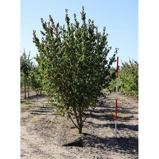 Kirsikkakornelli - Cornus mas 250-300 MS
