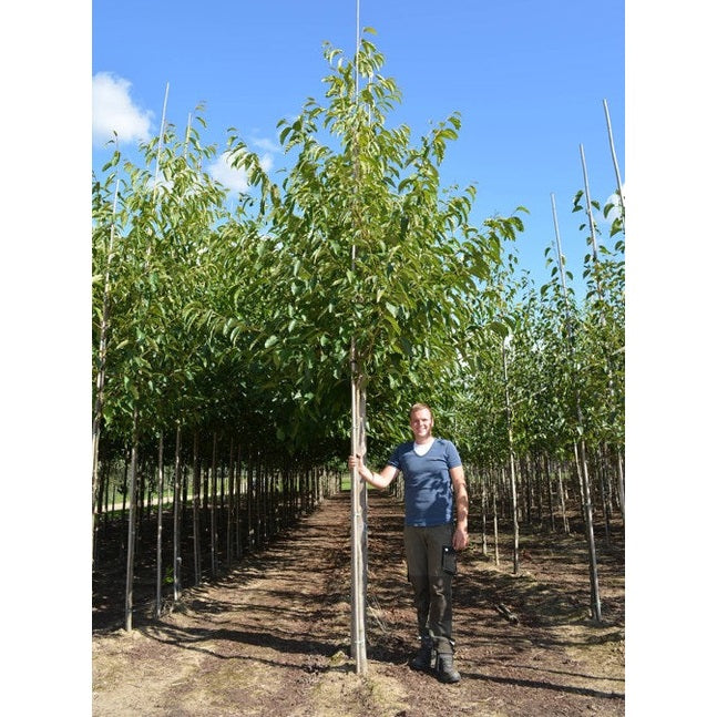 Berlineral - Alnus spaethii 12-14 HS,