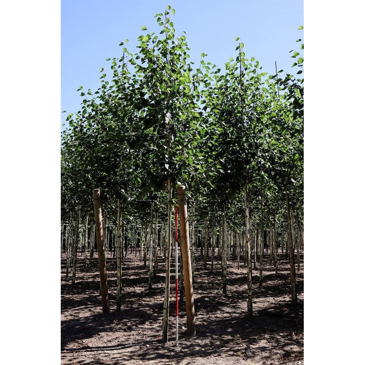 Everestkoivu - Betula utilis &
