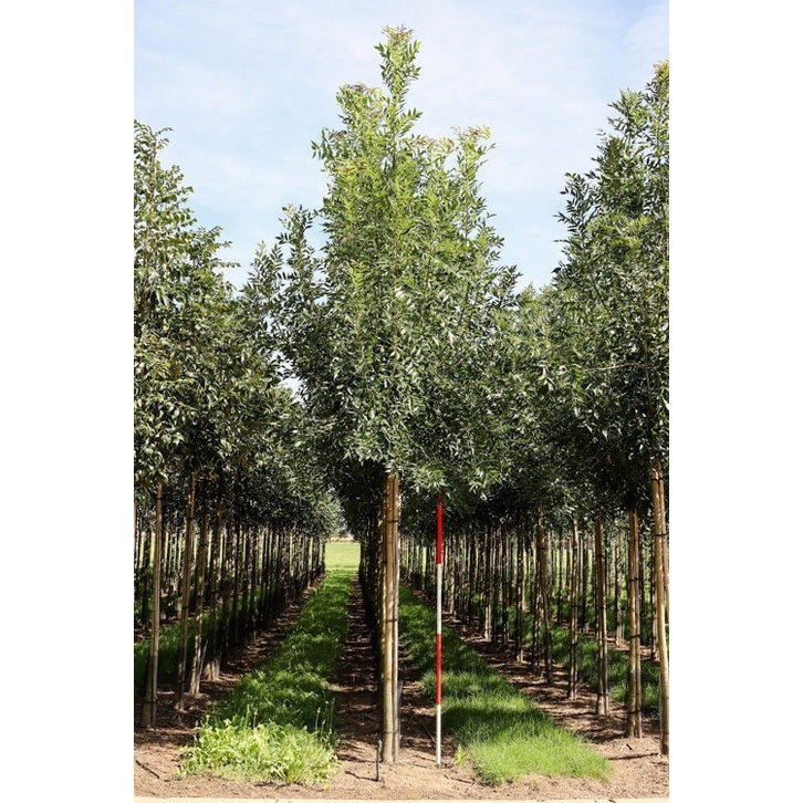 Smalbladinen pähkinäpensas - Fraxinus angustifolia &