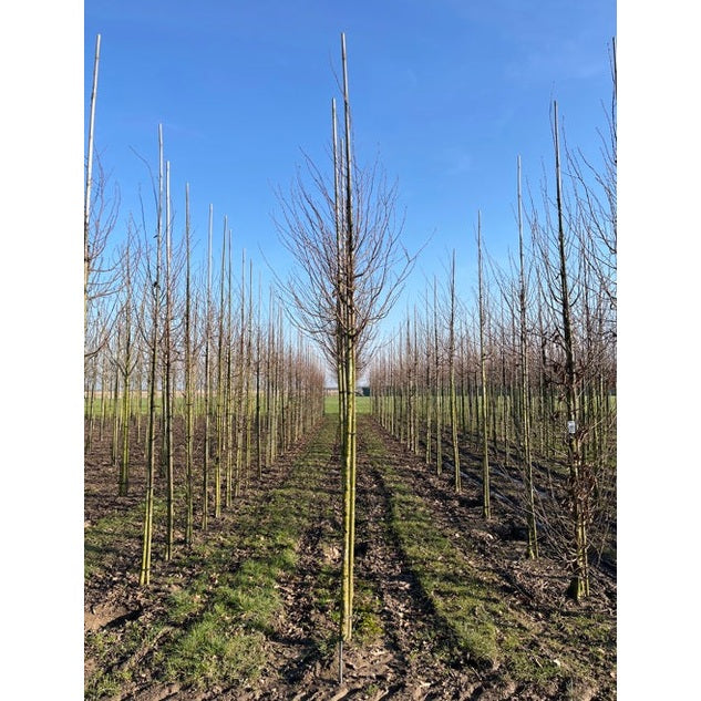 Pelaravenbok - Carpinus betulus &