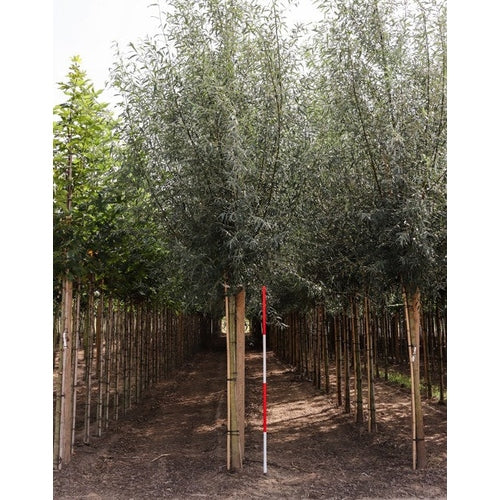 Vitpil - Salix alba - Rungon ympärys 14-16 cm, korkeus 3,5-4 metriä, HS, COCO