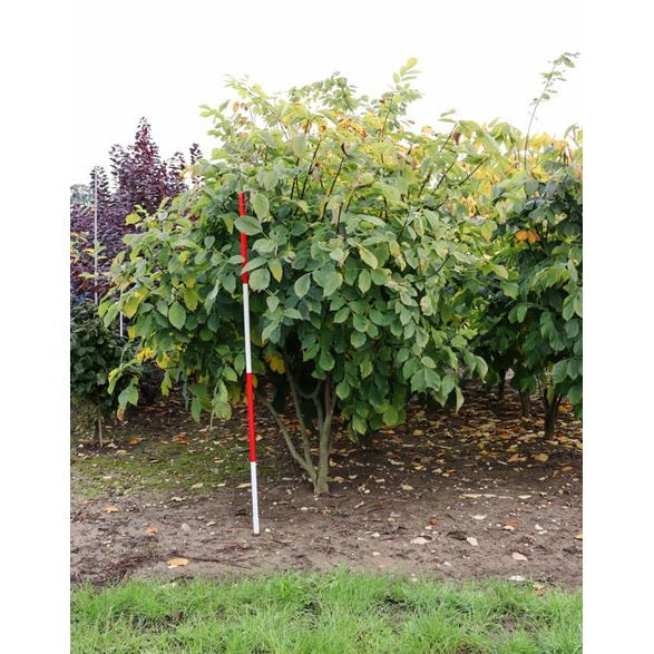 Gulved - Cladrastis kentukea 250-300 MS