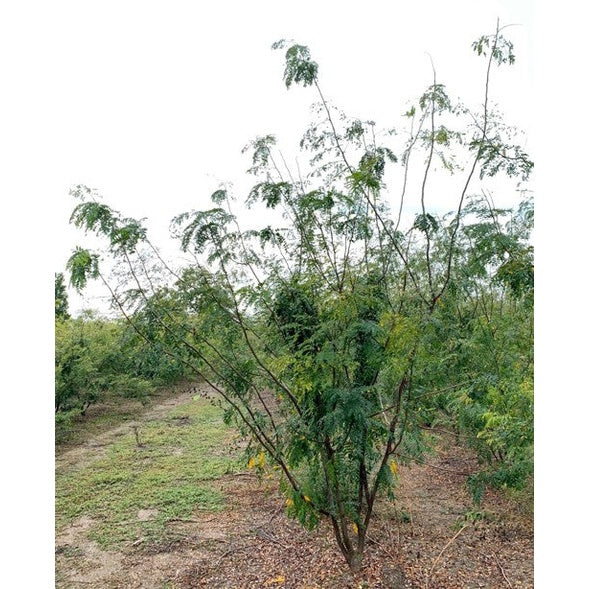 Korstörne - Gleditsia triacanthos &