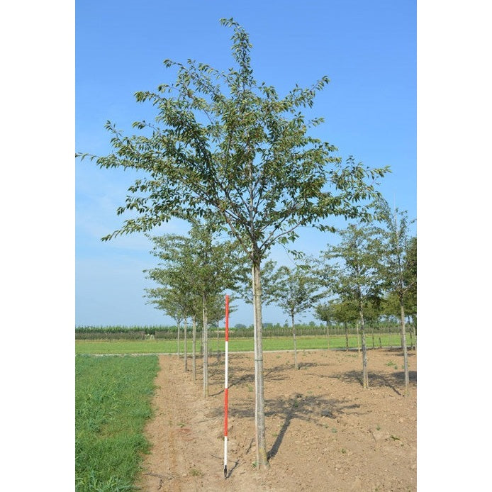 Koristekirsikka - Prunus &