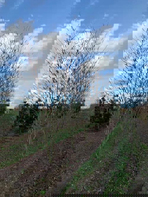 Margarettarobinia - Robinia margaretta CASQUE ROUGE 400-450 MS