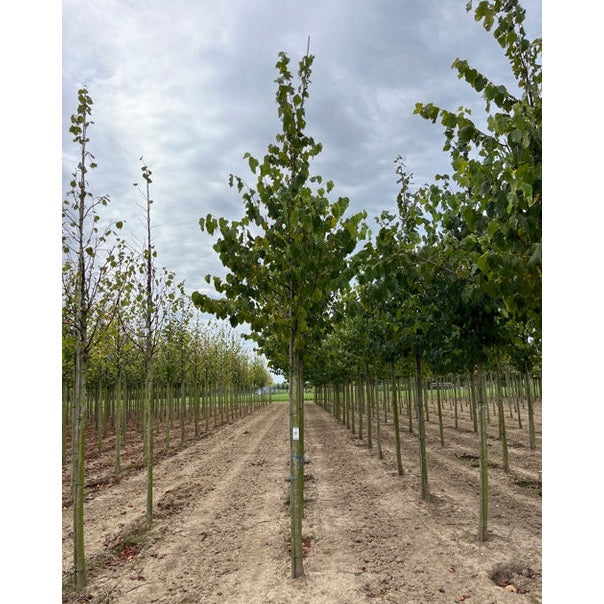 Lind - Tilia flavescens &