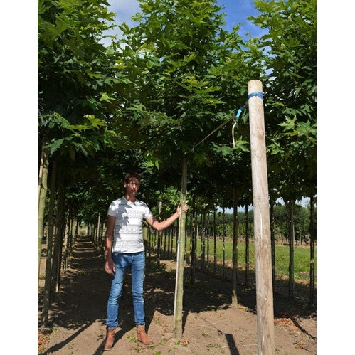 Itämainen platanus - Platanus orientalis &