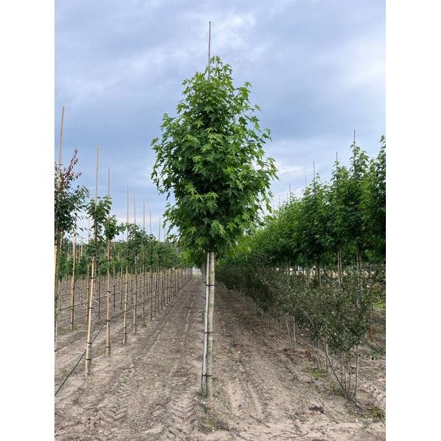 Ambrapuu - Liquidambar styraciflua &