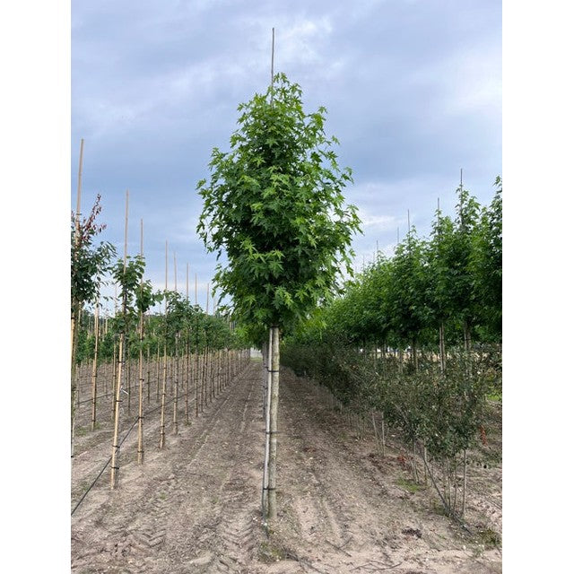 Ambrapuu - Liquidambar styraciflua &
