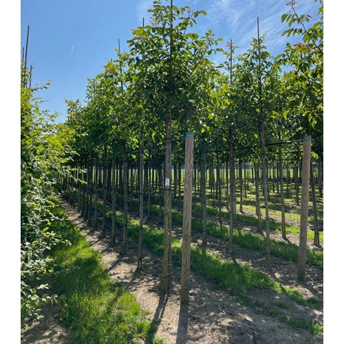 Pähkinä - Juglans regia - Rungon ympärysmitta 20-25 cm, korkeus 4-4,5 metriä, HS, COCO