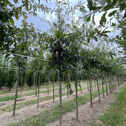 Ek - Quercus imbricaria - Rungon ympärys 16-18 cm, korkeus 3,5-4 metriä, HS,