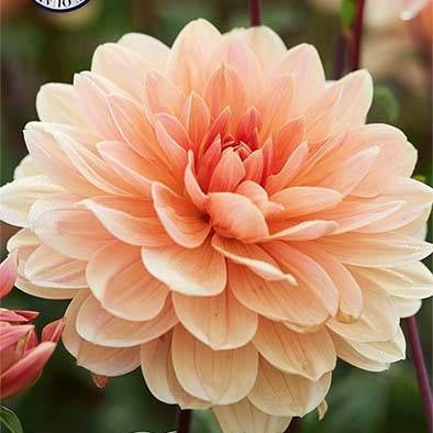 Dahlia Apricot Desiree Koristekasvi 1-pakkaus UUTUUS