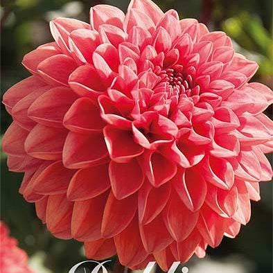 Dahlia Blitzer Dekoratiivinen 1-pakkaus UUTUUS