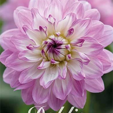 Dahlia Blue Wish Koriste 1-pakkaus UUTUUS