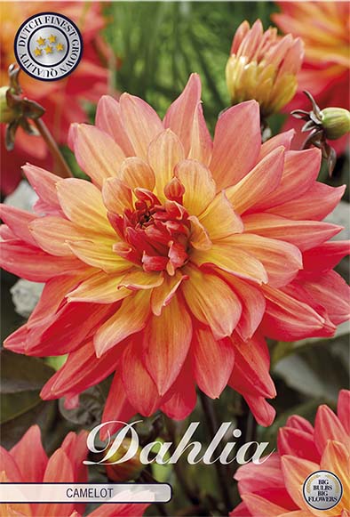 Dahlia Camelot Dekorativ 1-pack NYHET