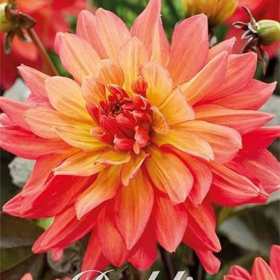 Dahlia Camelot Koristeellinen 1-pakkaus UUTUUS