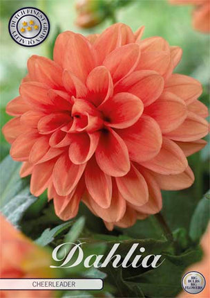 Dahlia Cheerleader Dekorativ 1-pack NYHET