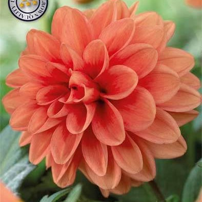 Dahlia Cheerleader Koriste 1-pakkaus UUTUUS