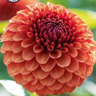 Dahlia Boll Brown Sugar 1-pack UUTUUS