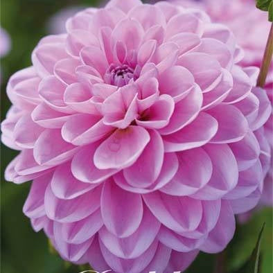 Dahlia Pallo Dallas 1-pakkaus UUTUUS