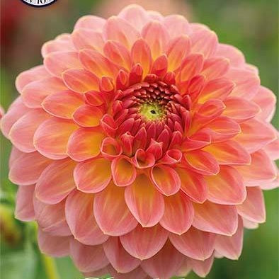 Dahlia Boll Hillcrest Suffusion 1-pakkaus UUTUUS