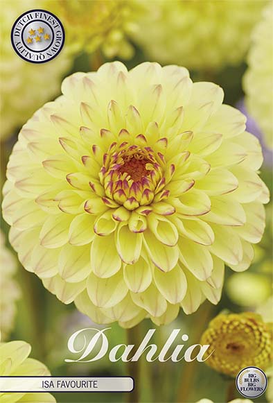 Dahlia Boll Isa Favourite 1-pack NYHET