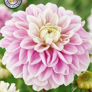 Dahlia Boll Jannicks Symphony 1-pack UUTUUS