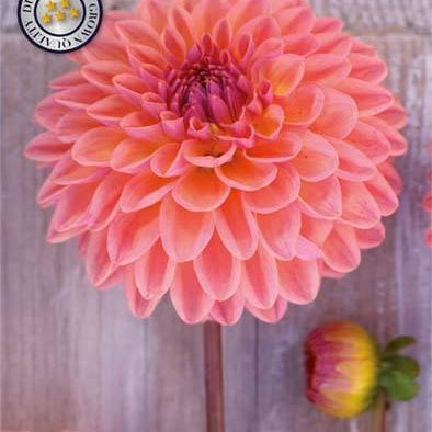 Dahlia Pallo Moderato 1-pakkaus UUTUUS