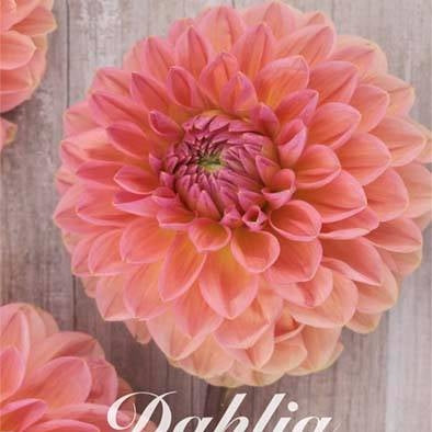 Dahlia Pallo Oranssi Suosikki 1-pakkaus UUTUUS