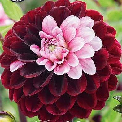 Dahlia Daria In Love Dekoratiivinen 1-paketti UUTUUS
