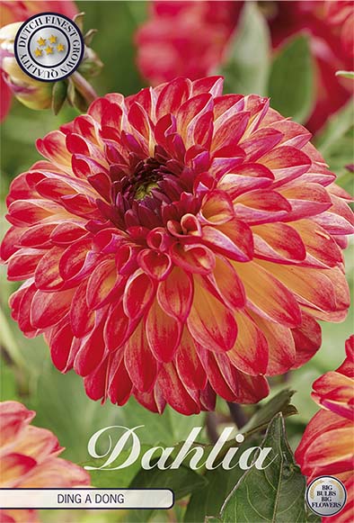 Dahlia Ding a Dong Dekorativ 1-pack NYHET