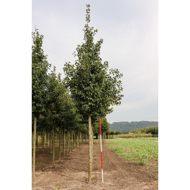 Pieni kiinalainen päärynä - Pyrus calleryana &