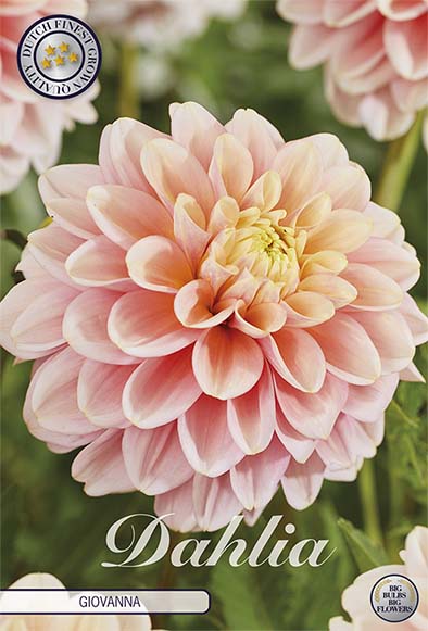 Dahlia Giovanna Dekorativ 1-pack NYHET